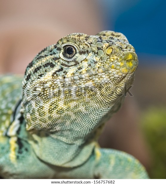 Head shot of a collared\
lizard