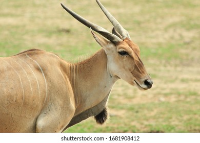 Head Shot Of A Common Eland