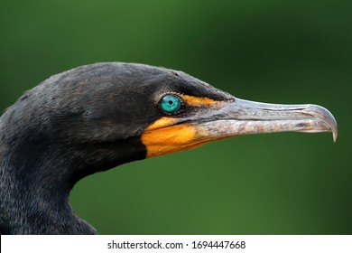 Head Shot Of Cormorant With Jeweled Eye. Phalacrocoracidae.