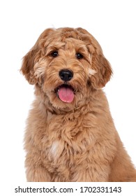 Head shot of cute 4 months young Labradoodle dog, sitting facing front. Looking at camera with shiny eyes. Isolated on white background. - Shutterstock ID 1702331143