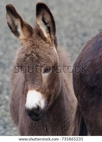 A head shot of a cute donkey foal.