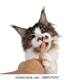 Head shot of cute Maine Coon cat, sitting up and licking human vinger. Looking sneaky towards camera. Isolated on white background. - Shutterstock ID 1889375257