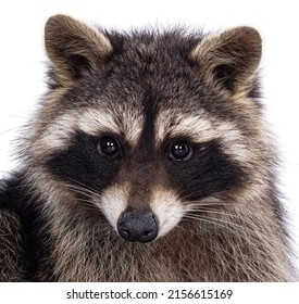 Head Shot Of Cute Raccoon Aka Procyon Lotor. Looking To The Camera With Sweet Cute Eyes. Isolated On A White Background.