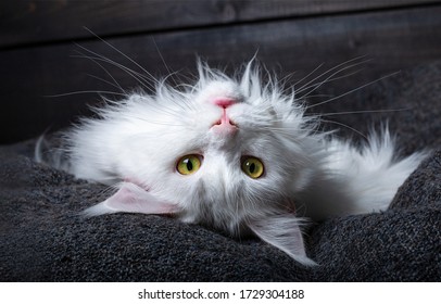 Head shot of cute young solid white Maine Coon cat, laying upsidedown on grey pillow. Looking straight to camera with yellow / green eyes. Dark brown wooden background.