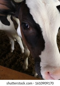 head shot of dairy cows in a barn