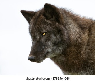 Brown Wolf Hd Stock Images Shutterstock