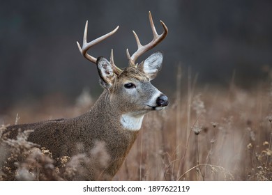 Head Shot Of An Eight Point Whitetail Buck.