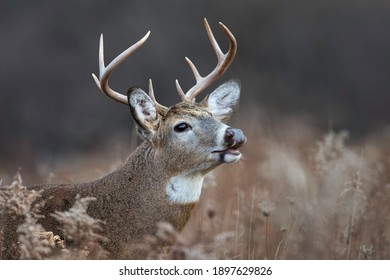 Head shot of an eight point whitetail buck in a field scenting for a doe.