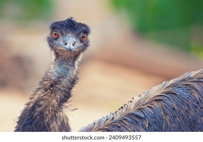 Head shot of a Emu Bird looking stright. Close up head view of a Emu bird in isolated background. - Powered by Shutterstock