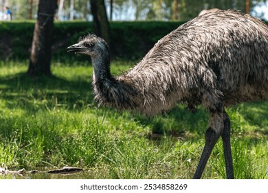 Head shot of a Emu Bird. emu standing in a grassy area near water. Emus are large, flightless birds native to Australia and known for their long legs and distinctive appearance. - Powered by Shutterstock