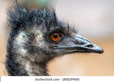 457 Emu head shot Images, Stock Photos & Vectors | Shutterstock