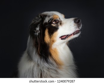 269 Australian Shepherd Profile View Images, Stock Photos & Vectors ...