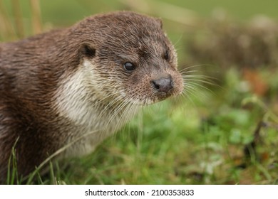 A head shot of an European Otter, Lutra lutra, on the bank of a lake. 