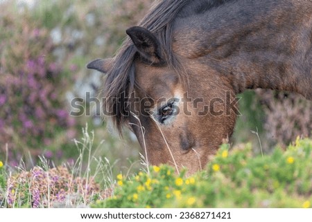 Head shot of an Exmoor pony grazing at the top of Countisbury Hill in Exmoor National Park