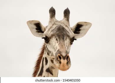Head shot of the face of a giraffe