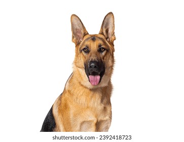 head shot of a German shepherd panting and looking at the camera, isolated on white - Powered by Shutterstock