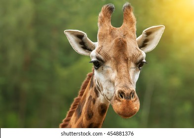 A head shot of a giraffe with nice blurred background in sunset lights
