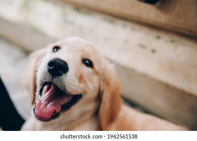 Head Shot Of Golden Retriever Looking Very Interested