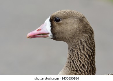 Head Shot Of A Greater White Fronted Goose (anser Albifrons)