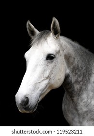 A head shot of a grey horse on a black background