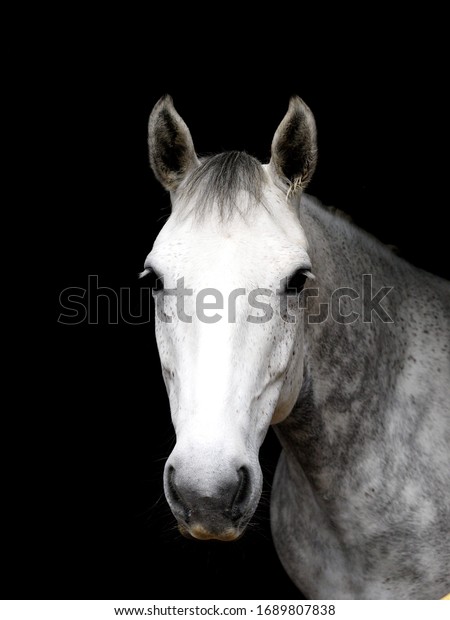 A\
head shot of a grey hunter against a black\
background.