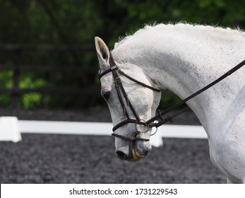 A Head Shot Of A Grey Plaited Horse In The Dressage Ring