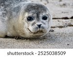 Head shot of grey seal pups head with big open eyes