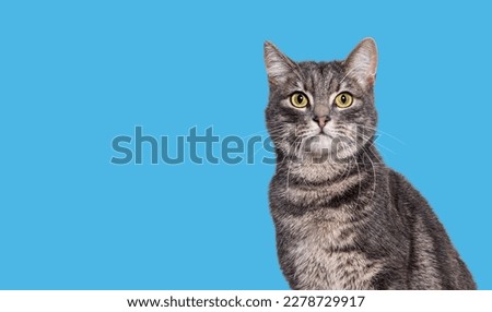 Head shot of a Grey tabby cat sitting and looking at the camera, on blue background