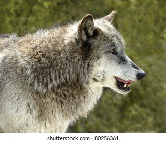 Head Shot Of Grey Wolf In Yellowstone