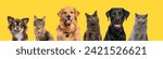 Head shot of Happy dogs and cats, together in a row, against yellow background