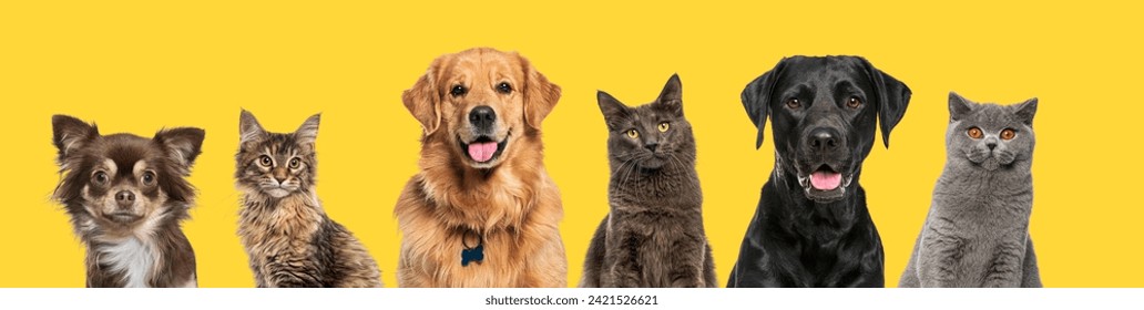 Head shot of Happy dogs and cats, together in a row, against yellow background - Powered by Shutterstock