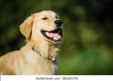 Head Shot Of Happy Golden Retriever