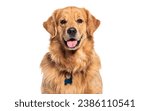 Head shot of a Happy panting Golden retriever dog looking at camera, wearing a collar and identification tag, remastered