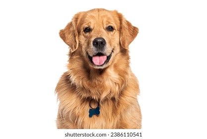 Head shot of a Happy panting Golden retriever dog looking at camera, wearing a collar and identification tag, remastered - Powered by Shutterstock