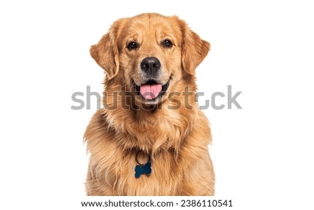 Head shot of a Happy panting Golden retriever dog looking at camera, wearing a collar and identification tag, remastered