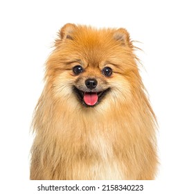 Head Shot Of A Happy Pomeranian Dog Panting