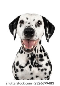 Captura de cabeza de un perro dálmata sonriente feliz, sentado frente al frente. Mirando hacia la cámara. Se abre la boca, con lengua y dientes. Aislado sobre un fondo blanco.