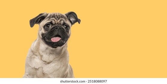 Head shot of happy young pug dog panting mouth wide open, on yellow, Remastered - Powered by Shutterstock