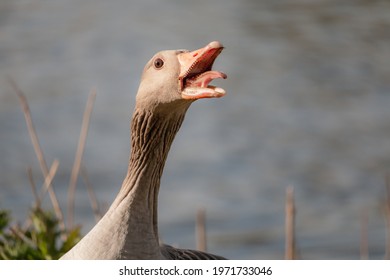 Head shot of a hissing greylag goose, Anser anser. The greylag goose is a species of large goose in the waterfowl family Anatidae