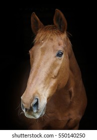 A head shot of a horse against a black background.