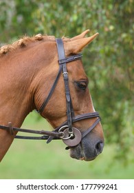 A head shot of a horse in a bridle.