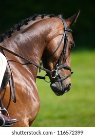 A head shot of a horse during a dressage test.