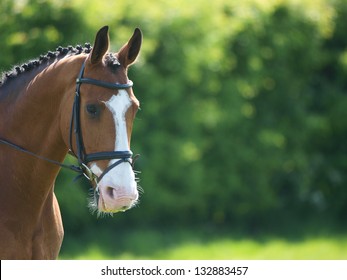 A head shot of a horse during a dressage competition.