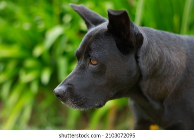 A Head Shot Of A Kelpie X Staffy Dog In The Garden