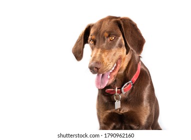 Head Shot Of Lab Pointer Or Pointerdor. A Mixed Breed Dog Between A Labrador Retriever And Pointer. The Brown Adult Female Dog Is Looking Down With Mouth Open. Isolated On White.