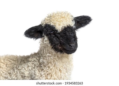 Head Shot Of Lamb Blacknose Sheep Three Weeks Old, Isolated On White