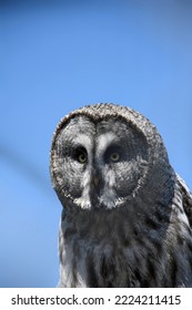 Head shot of a large Great Grey owl stood on a perch in an avairy