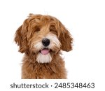 Head shot of lauging happy labradoodle dog puppy sitting up facing front. Eyes closed. Isolated on a white background. Tongue out.