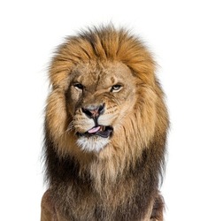 Head Shot Of A Lion Making A Face And Looking At The Camera