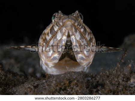 Head shot of a lizardfish from Cyprus